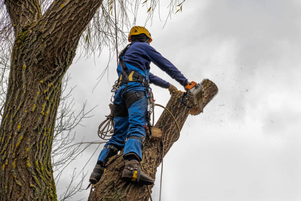 Professional Tree Services in Long Hill, CT