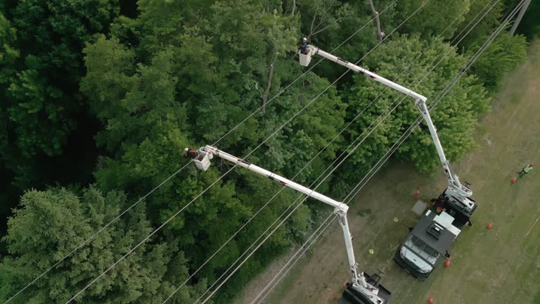 Best Tree and Shrub Care  in Long Hill, CT