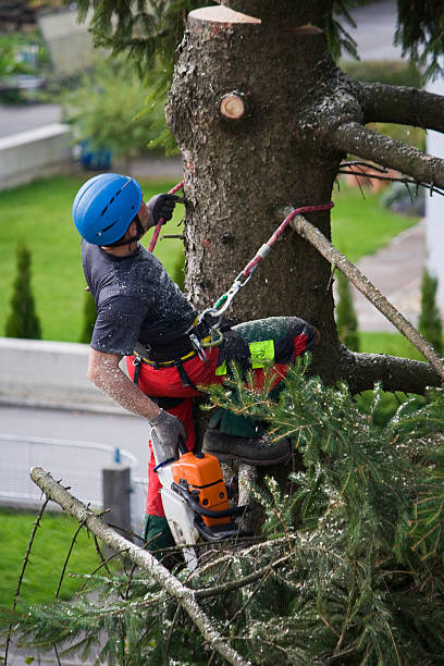 Best Hedge Trimming  in Long Hill, CT