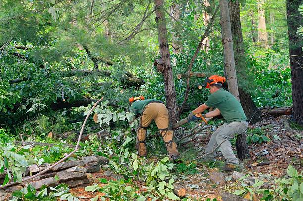 Best Tree Disease Treatment  in Long Hill, CT