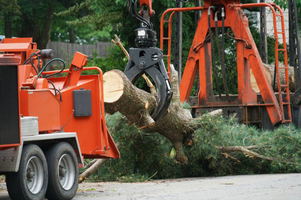 Best Leaf Removal  in Long Hill, CT