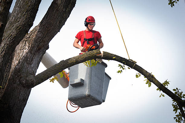 Best Root Management and Removal  in Long Hill, CT